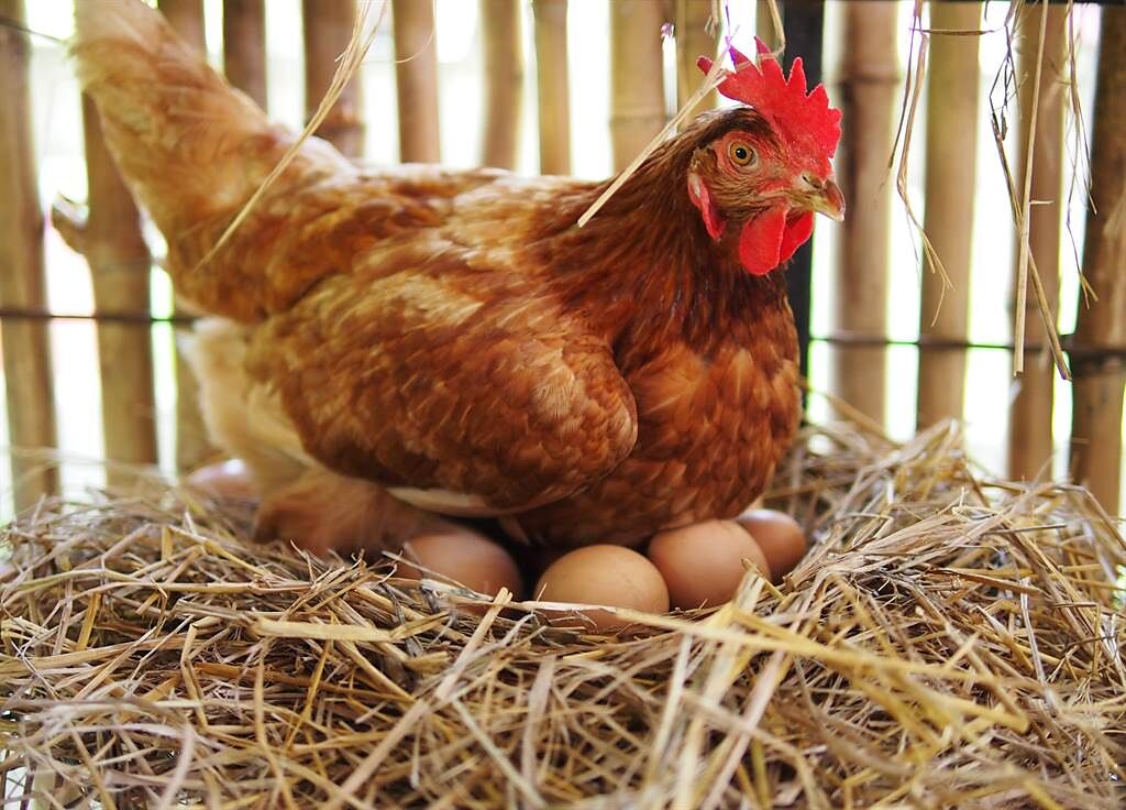飼主發現雞舍裡出現霸王級巨蛋，起初還以為是假蛋。(示意圖/達志影像)