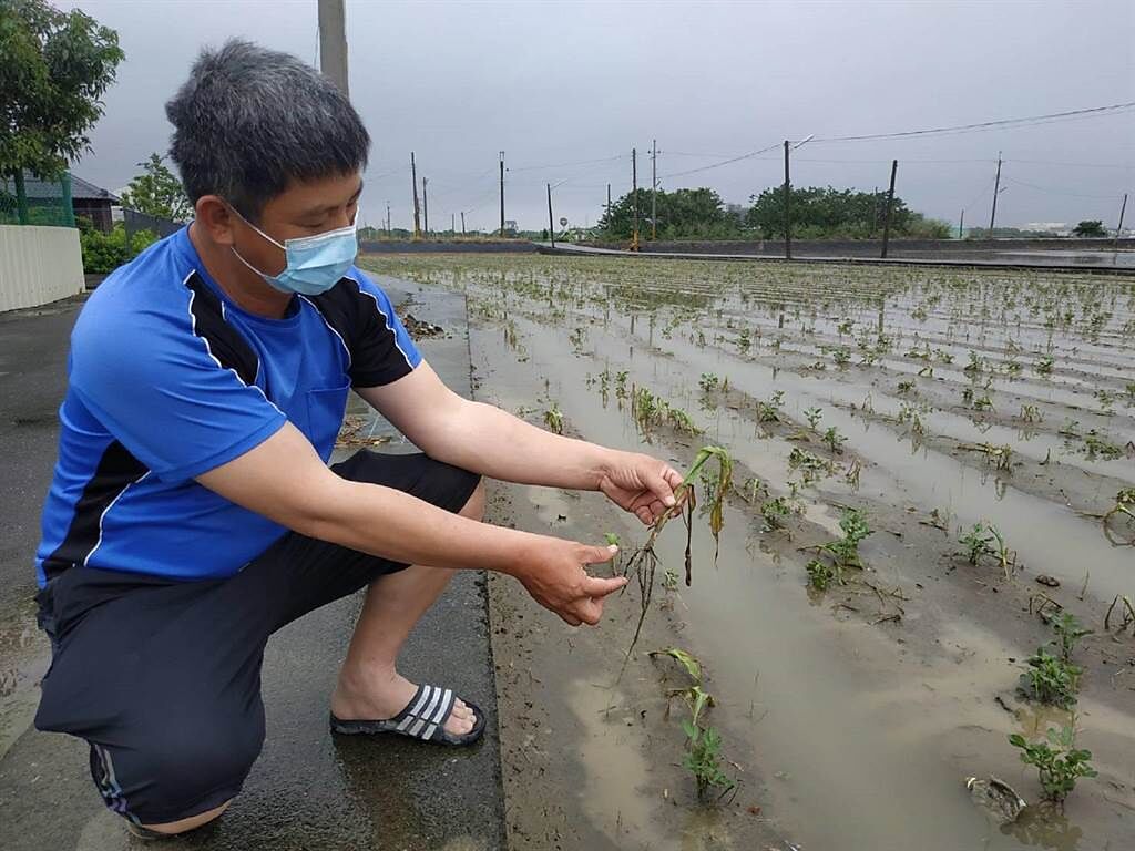 雲林縣農損全國第1，農民看著玉米泡水爛根，非常無奈。（張朝欣攝）
