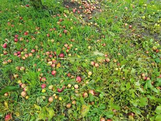 雨彈狂襲福壽山農場 摧殘成熟蘋果園 果農心血全沒了