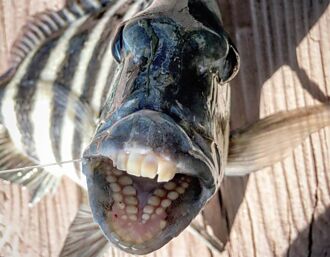 怪魚被釣起露齒笑 嘴裡長滿人牙 釣客嚇傻