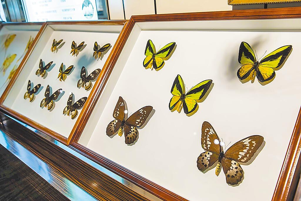 綺麗珊瑚博物館內蝴蝴藝術館有相當豐富的蝴蝶及昆蟲標本展示。（石智中攝）綺麗珊瑚博物館：宜蘭縣蘇澳鎮利工一路一段6號