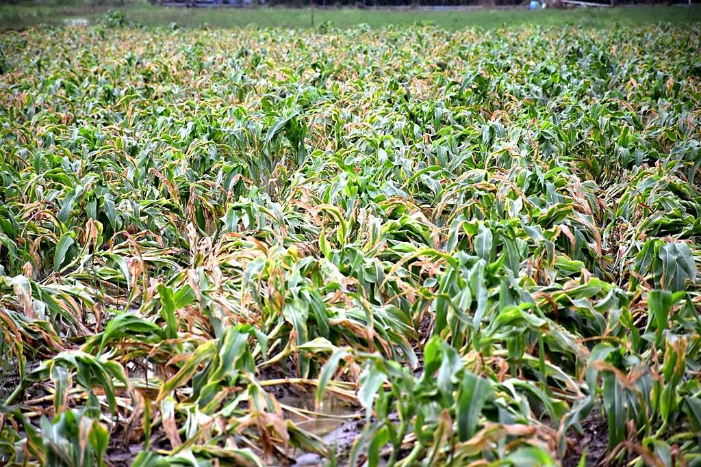 六腳鄉栽種大量的食用米玉，卻因幾波豪雨受損嚴重。（呂妍庭攝）
