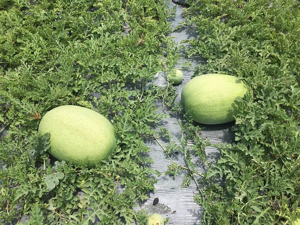 花蓮西瓜正值第2期採收季，幸無受西南氣流影響，果實飽滿，甜度充足。（民眾提供／羅亦晽花蓮傳真）