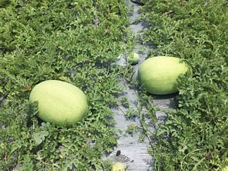花蓮2期西瓜正值採收季 西南氣流大豪雨無影響