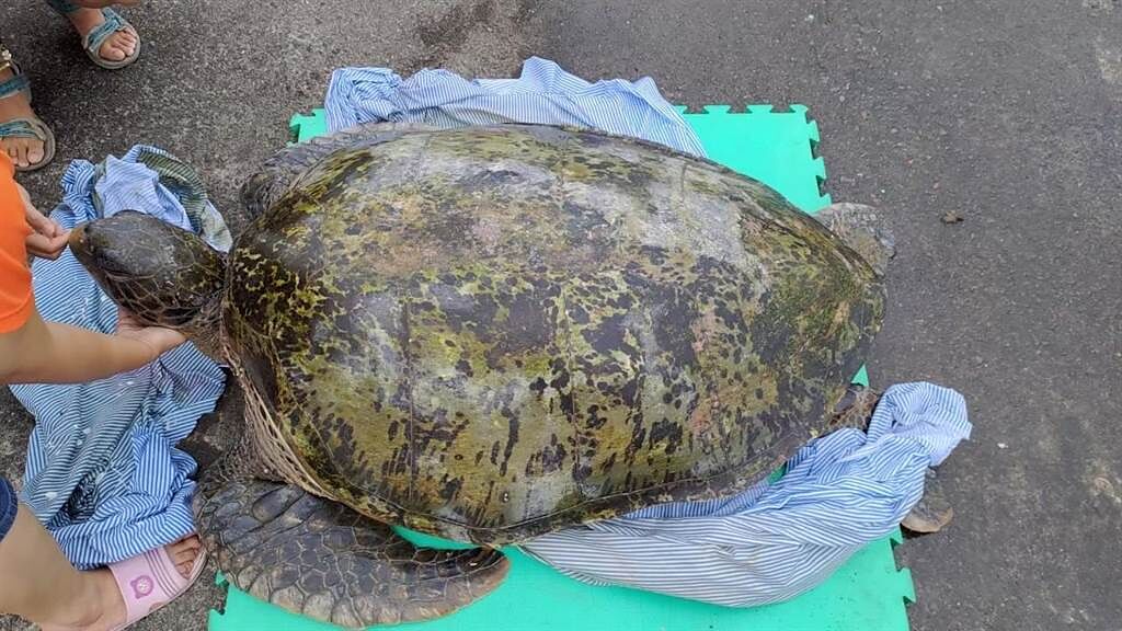 128公斤綠蠵龜擱淺， 解剖誤食17公分釣具造成結腸穿孔壞死。(海洋保育署提供／林雅惠高雄傳真)