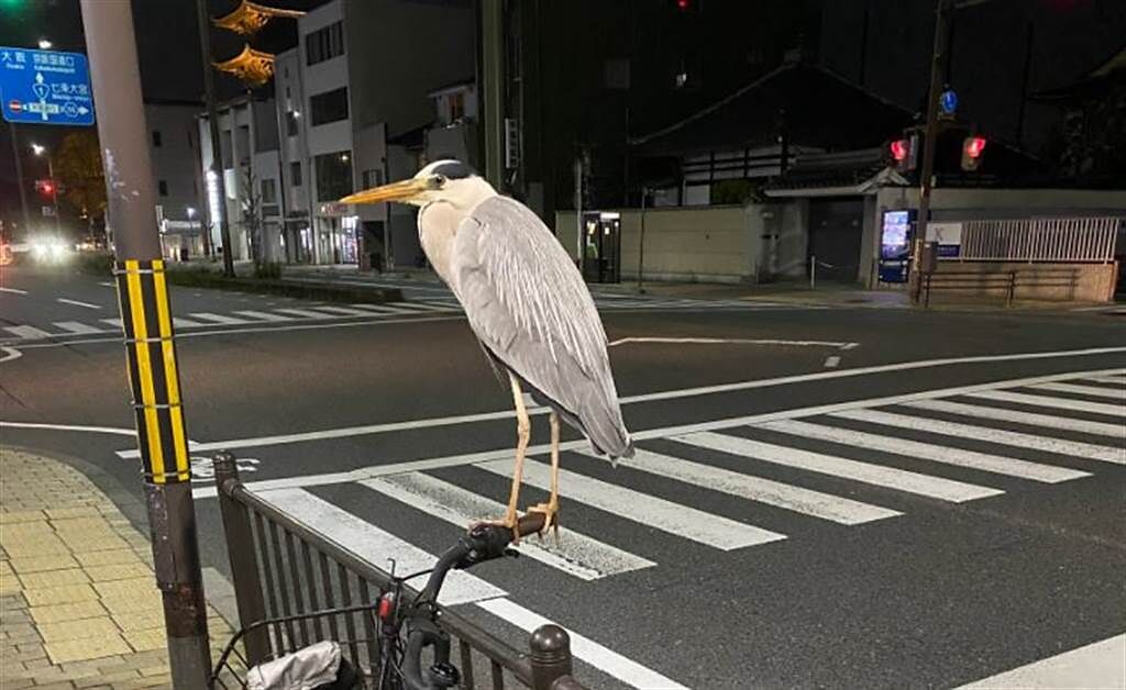 日本網友將腳踏車停在路邊，回來牽車時卻發現，手把上站了一隻蒼鷺。(圖翻攝自推特/@Fusion_turkey)