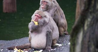 中國一名獸醫死於極其罕見的「猴B病毒」科學家曝光疫情爆發可能性