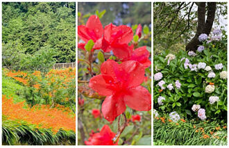 阿里山放寬戶外場域 繡球花、杜鵑、射干菖蒲也花開正美