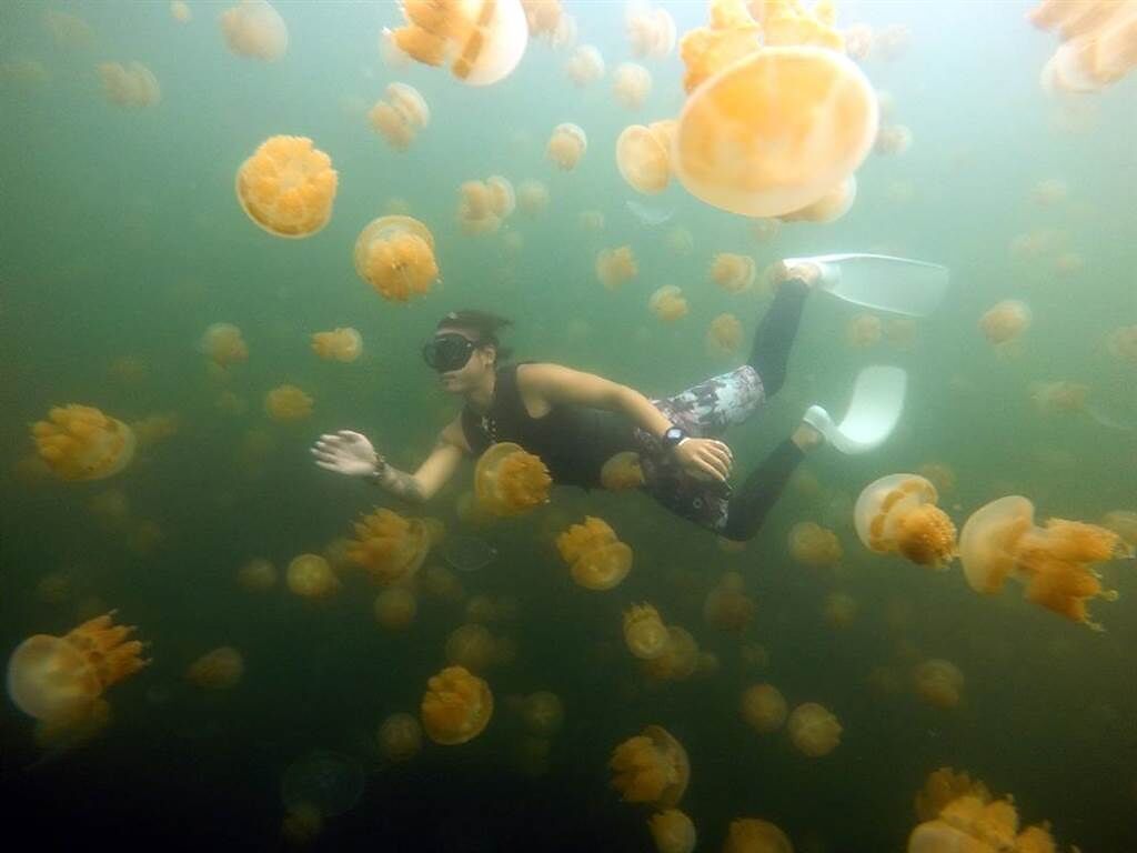 帛琉特有的金色水母湖，是遊客到帛琉的熱門浮潛景點。（雄獅旅遊提供／陳祐誠傳真）