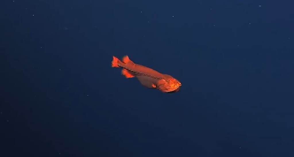 科學家近日在深海發現神秘幽靈魚，34年來只看過18尾，因此對牠的了解甚少。(圖翻攝自推特/MBARI)