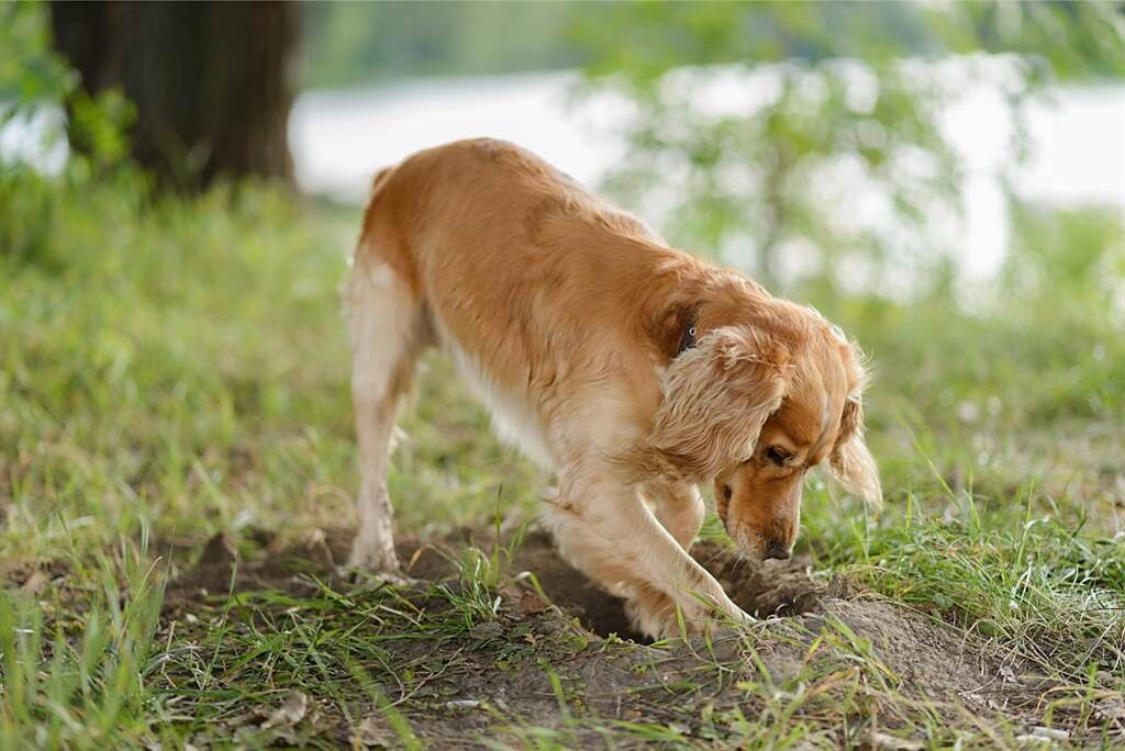 愛犬在草叢裡突然定格，讓主人看了非常困惑，下秒才知牠把自己當成獵犬。(示意圖/達志影像)