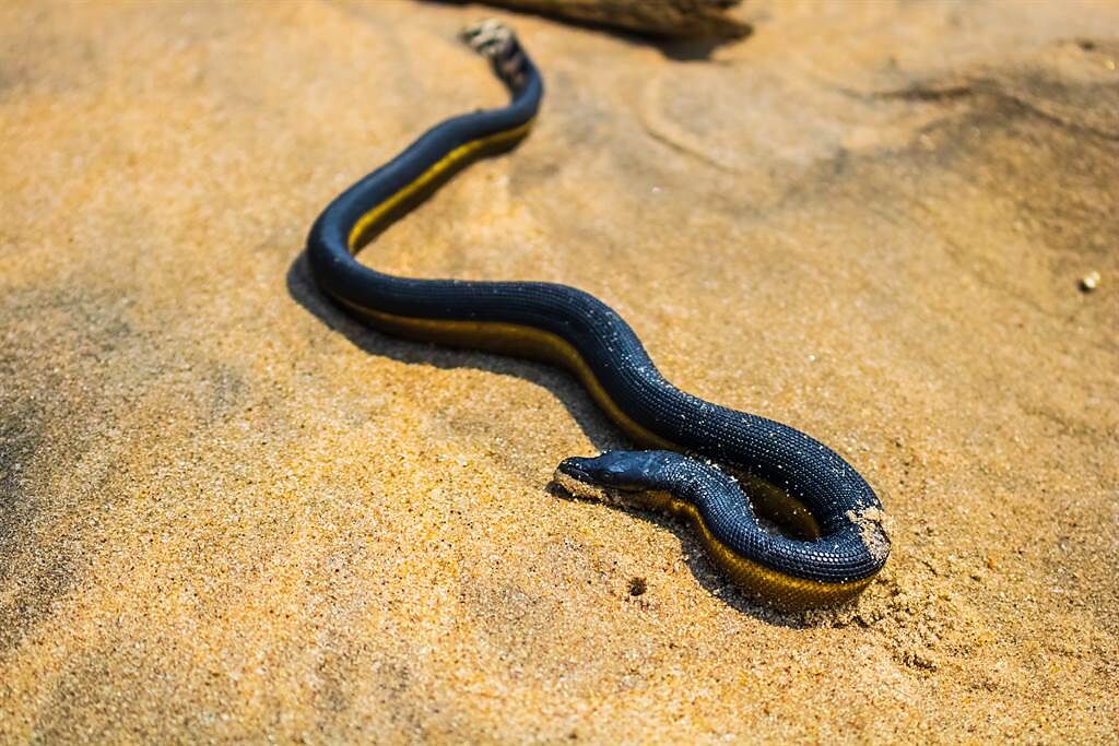 紐西蘭一直都以「無蛇」聞名，然而近日卻出現大量海蛇的目擊事件。(示意圖/達志影像)