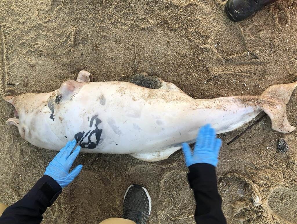 金門海灘昨天又發現1隻死亡鯨豚，縣野生動物救援暨保育協會專家鑑定是 「中華白海豚」幼體。（金門岸巡隊提供）