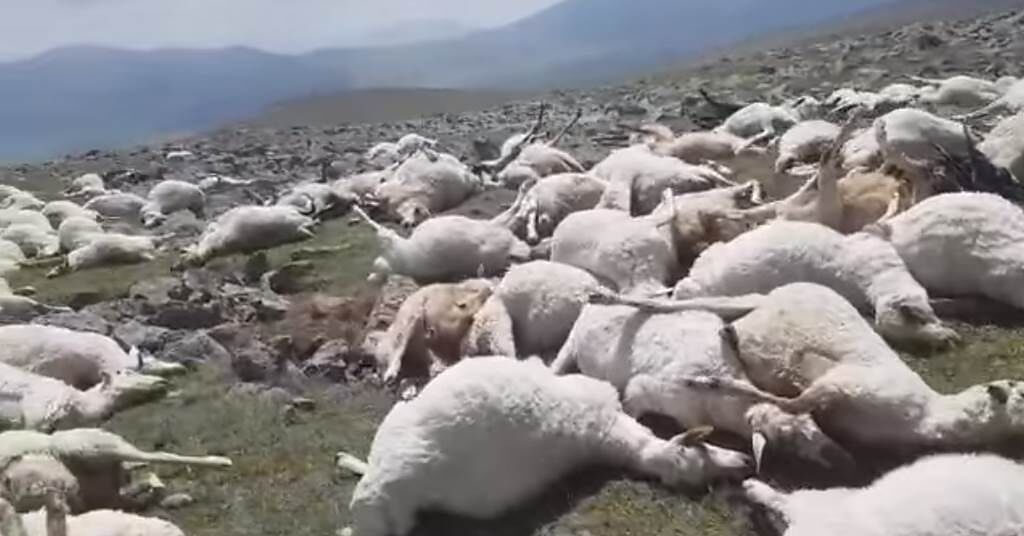 數百隻羊被雷劈死，屍橫山野的影片曝光後在網路上不斷瘋傳。（圖片翻攝自FB/JNEWS.ge - Информационный центр Джавахети）