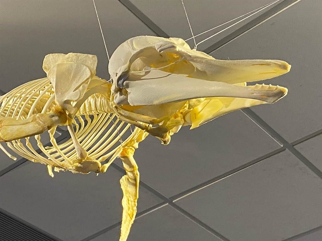 國立海洋科技博物館為讓全民更了解鯨豚，委託鯨魚龍生態公司，將小花紋海豚製作成骨骼標本。（國立海洋科技博物館提供／陳彩玲基隆傳真）
