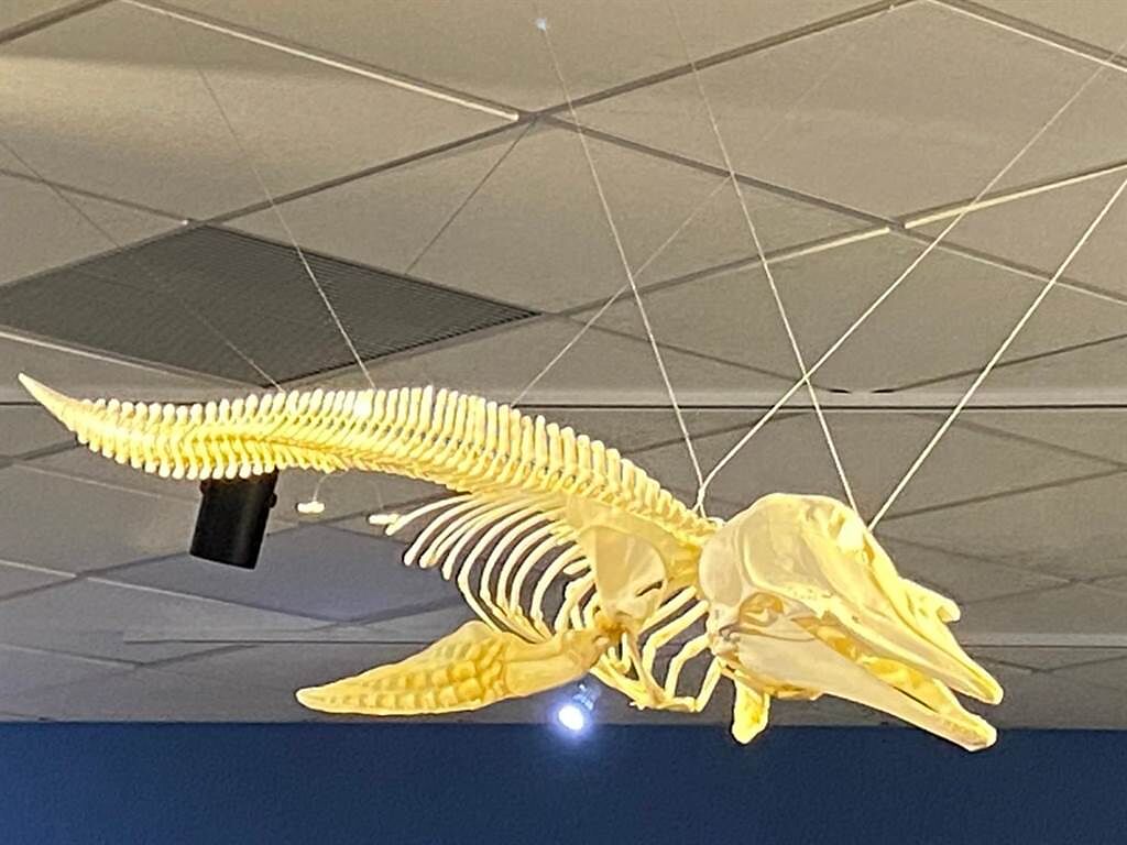 國立海洋科技博物館為讓全民更了解鯨豚，委託鯨魚龍生態公司，將小花紋海豚製作成骨骼標本。（國立海洋科技博物館提供／陳彩玲基隆傳真）