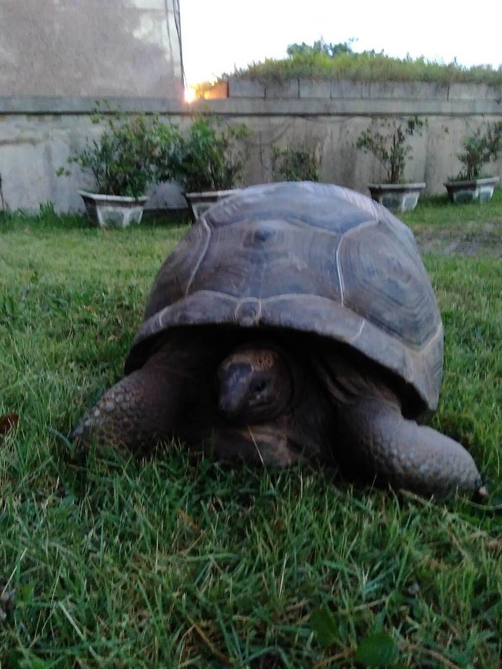 竹北市溪洲里今年7月也發生亞伯達拉象龜走失案，亞伯達拉象龜屬於保育類，飼主領回需出示合法證明文件。（新竹縣政府提供）