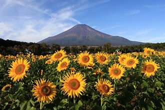 有富士山就是美！山梨縣的向日葵花海秘境