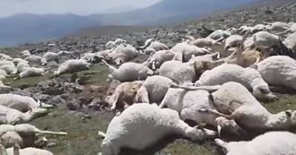 一道閃電劃過 530隻羊全翻肚 詭異姿勢躺山坡
