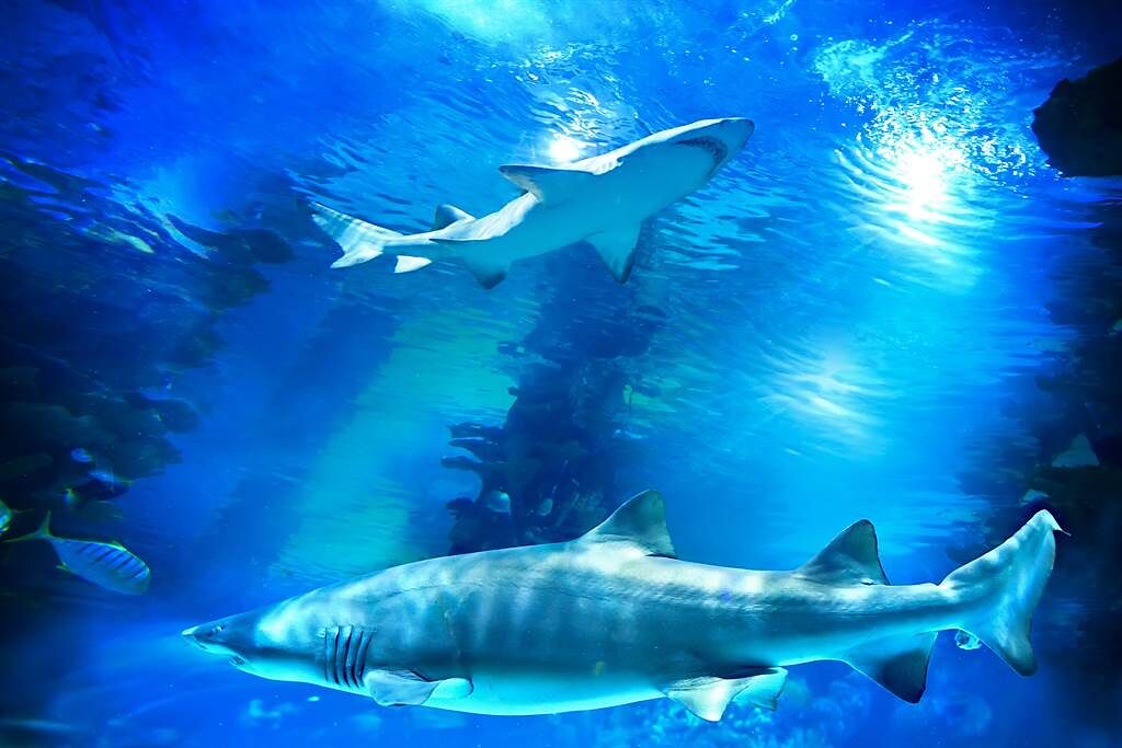水族箱裡的母鯊長達10年未接觸公鯊，沒想到近日竟產下一條鯊魚寶寶。(示意圖/達志影像)