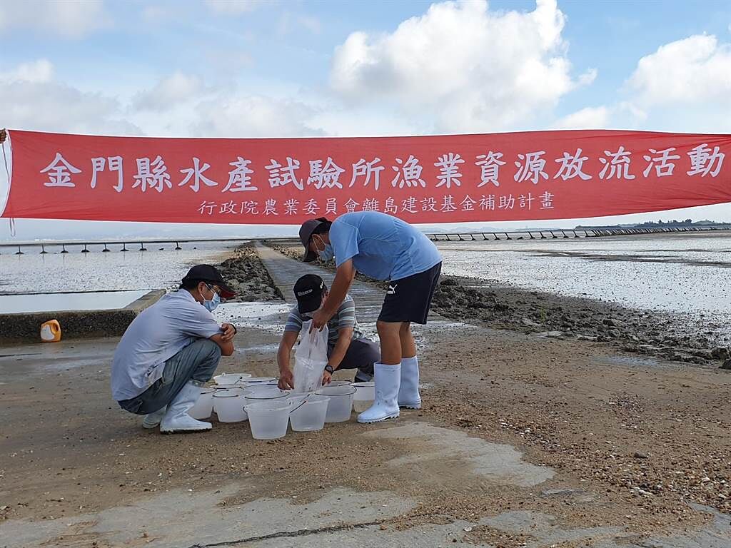 金門縣水產試驗所連日來在周邊海域再放流30萬尾三棘鱟苗。（金門縣水試所提供）