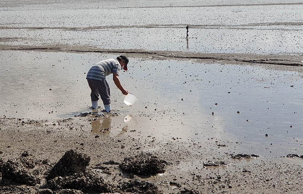 金門西、北海域潮間帶的泥灘地質，是稚鱟的優良生長繁殖場所。 （金門縣水試所提供）