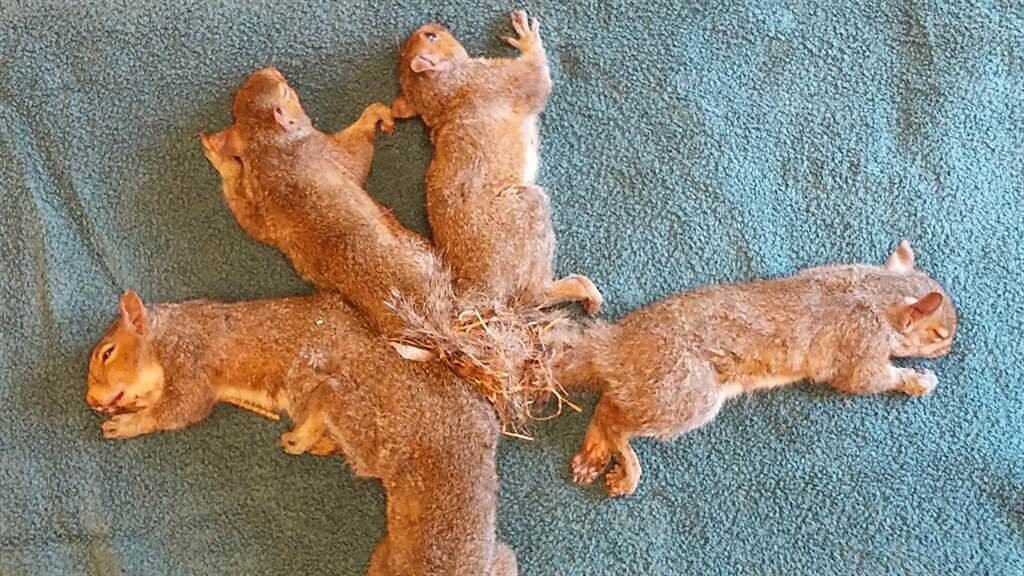 美國野生動物復原中心先前曾救過一窩遭雜草及樹枝纏繞的5隻小松鼠。（圖／FB@WiscHumaneWildlife ）