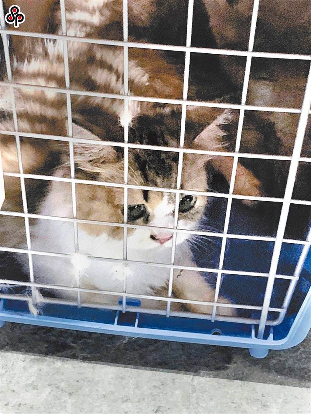 海巡署破獲不法私梟走私未檢疫品種貓，被判定為走私動物，共計154隻已被人道處置。（本報系資料照）