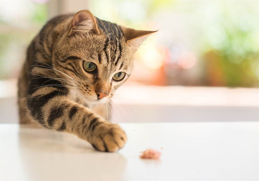 日本網友收養了一隻貪吃的流浪貓，但最近牠的胃口卻不怎麼好，急忙帶去看獸醫才得知，牠是因為有人照顧、安心下來了，才恢復正常的食量。(示意圖/達志影像)