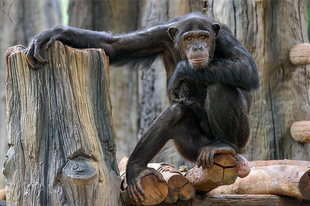 比利時一名女子自稱與當地動物園中的一隻黑猩猩相愛，但戀情卻遭到動物園阻止。圖片為示意圖。（圖／shutterstock）