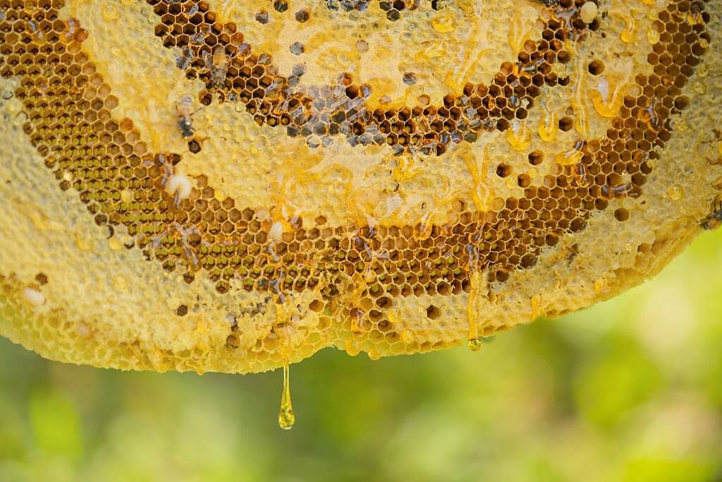 食藥署祭出蜂蜜標示新制，明訂加糖的蜂蜜須如實標示，蜂蜜含量不到60%者須標蜂蜜口味。（示意圖／達志影像）