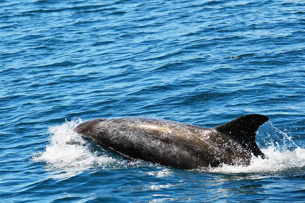花紋海豚被漁民稱為「大頭」。（莊哲權攝）