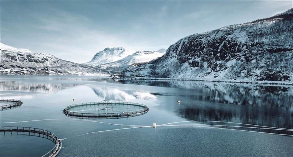 挪威鮭魚養殖公司釋放了4000加侖的有毒氯！10萬條鮭魚全數死亡。（圖／Getty Images）