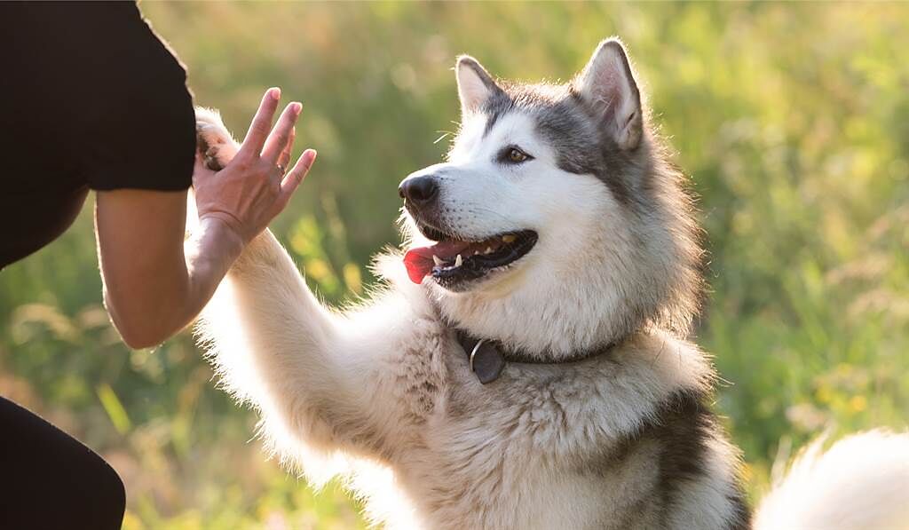 阿拉斯加雪橇犬走失後，被安置於動物醫院，而牠並不熟悉新環境，因此不斷發出哀號，讓志工看了哭笑不得。(示意圖/達志影像)