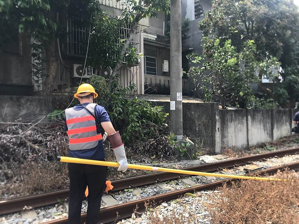 有男子在台鐵竹北站附近鋸樹，樹木倒塌壓到電車線，導致雙向列車延誤。（台鐵提供／陳祐誠傳真）