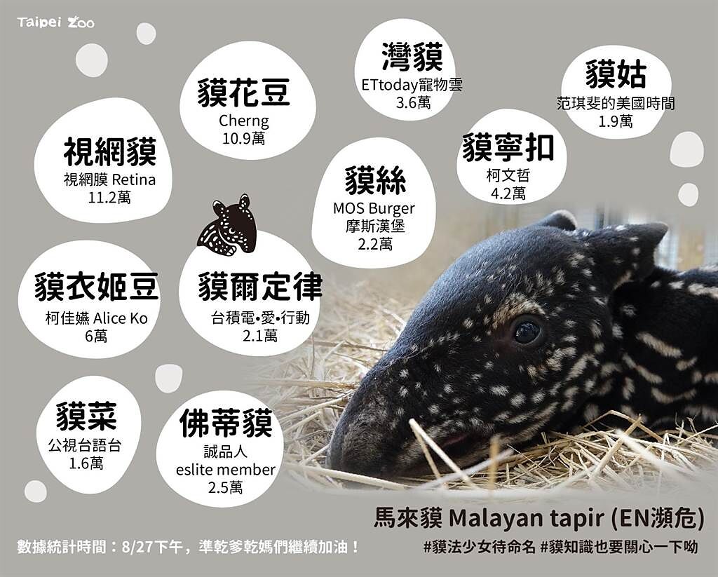 馬來貘寶寶命名戰況激烈。（摘自台北市立動物園臉書）