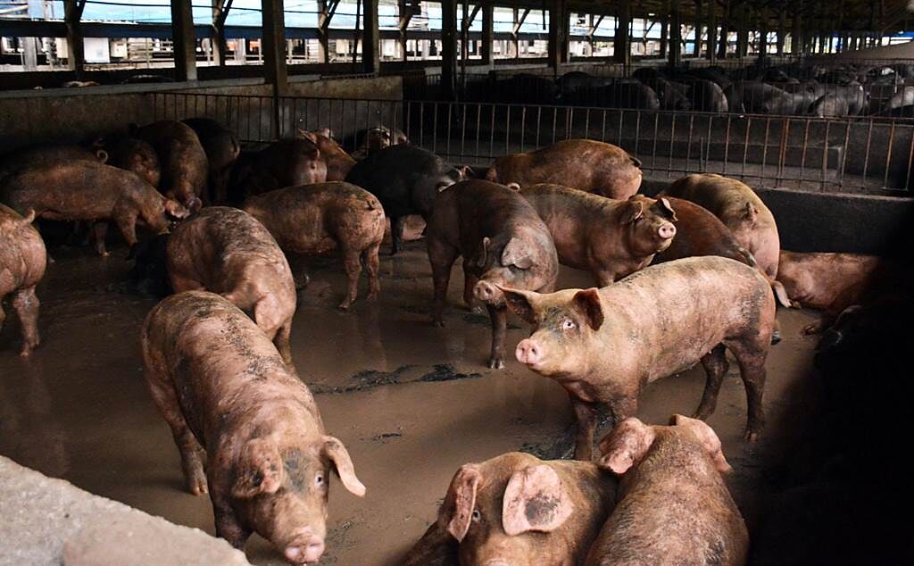 中央宣布將禁止廚餘養豬一個月，屏縣府也做好配套措施，把回收廚餘統一處理。（林和生攝）