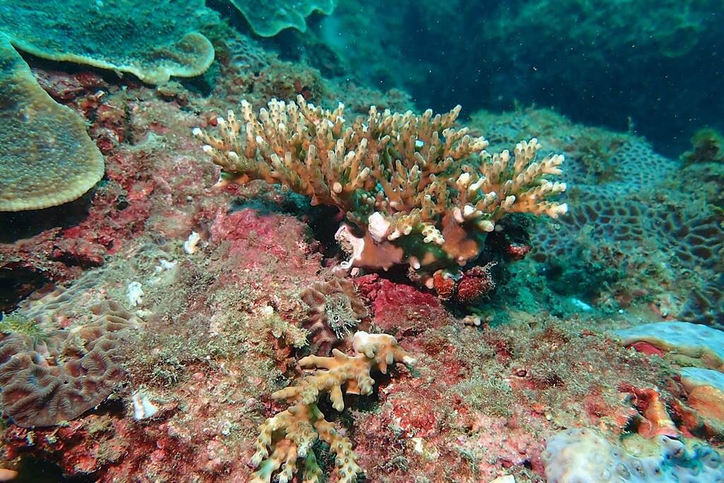 潮境海灣保護區珊瑚出現斷肢現象。（國立海洋科技博物館提供／陳彩玲基隆傳真）