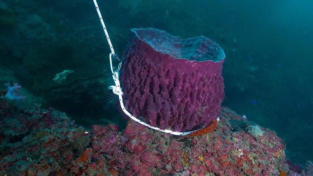 桶形海棉生物遭遊客五花大綁。（國立海洋科技博物館提供／陳彩玲基隆傳真）