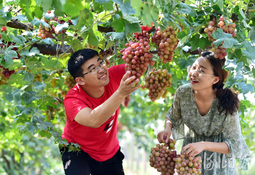 市民周家莊農業特色觀光園採摘水果／圖由工商時報提供