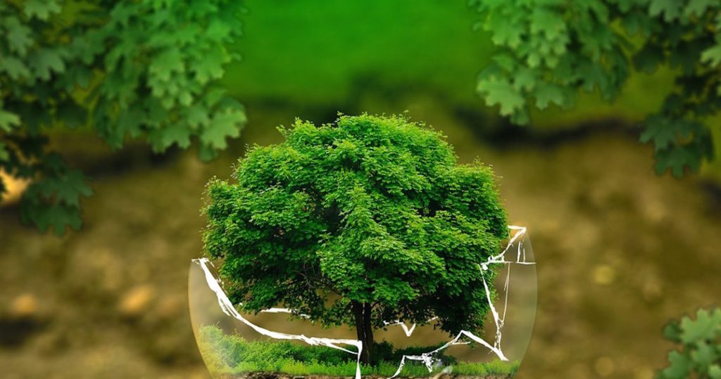 別為了一棵樹放棄整片森林 (圖/Pixabay)