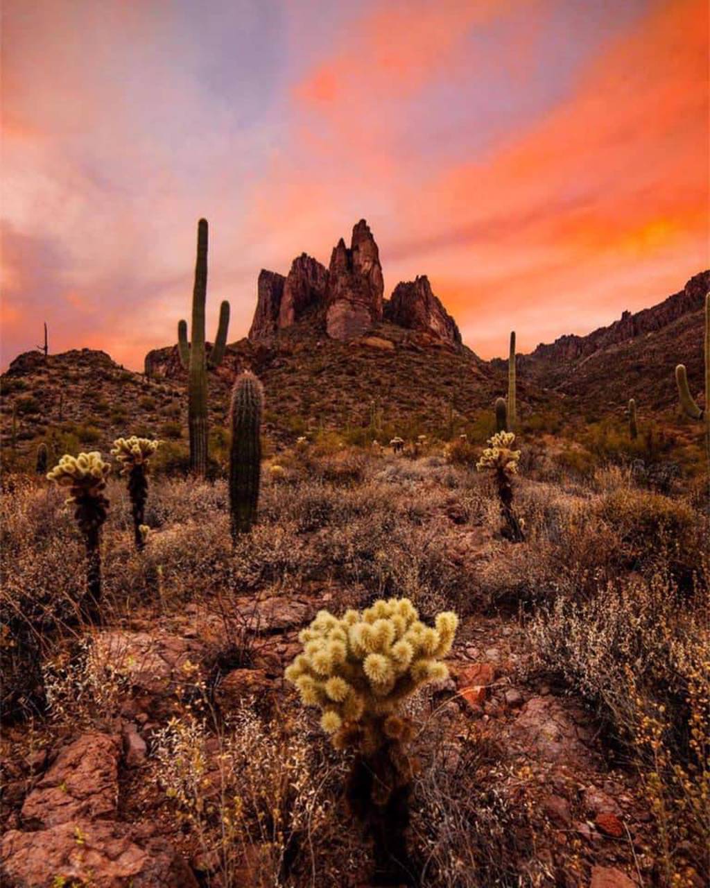 塞多納市的沙漠美景 (圖/翻攝自Arizona-Sonora Desert Museum FB)
