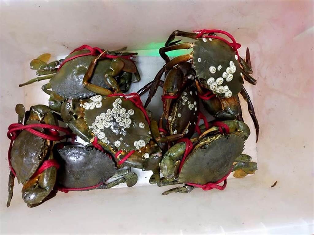 螃蟹殼上長滿不明瘤狀物，有內行人表示是一種叫藤壺的生物。（圖／翻攝自臉書 爆系知識家） 