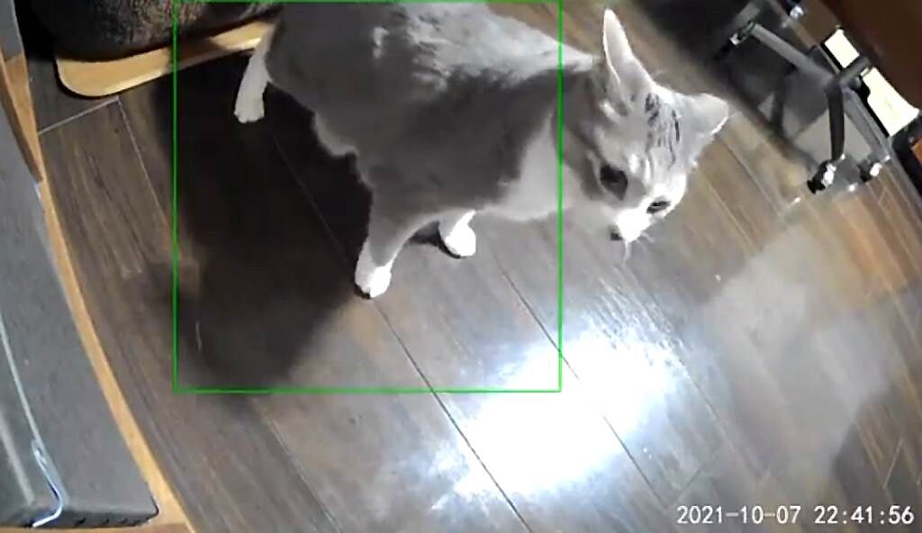 日本一隻貓咪在強震當下，竟懂得主動跑到鏡頭前報平安，讓網友看了嘖嘖稱奇。（圖片翻攝自推特／@lowdope）