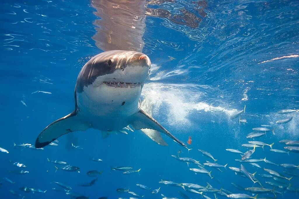 加州一名男子日前衝浪時遭大白鯊攻擊，他竟用拳頭打退鯊魚、順利逃生。(示意圖/達志影像)
