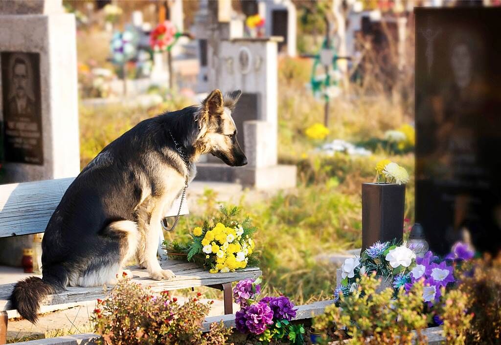 儘管主人過世4年，愛犬永遠都不會忘記對方，每次到墓園時，牠就會馬上衝到主人的墓碑前。(示意圖/達志影像)