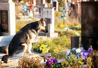 忘不了過世4年主人 愛犬進墓園幫帶路 準確找到墓碑
