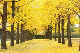 日本不只有楓紅 日本茨城初秋の三大美色