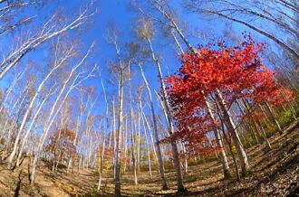 日本最美的白樺森林襯上紅葉也太漂亮！就在岩手平庭高原