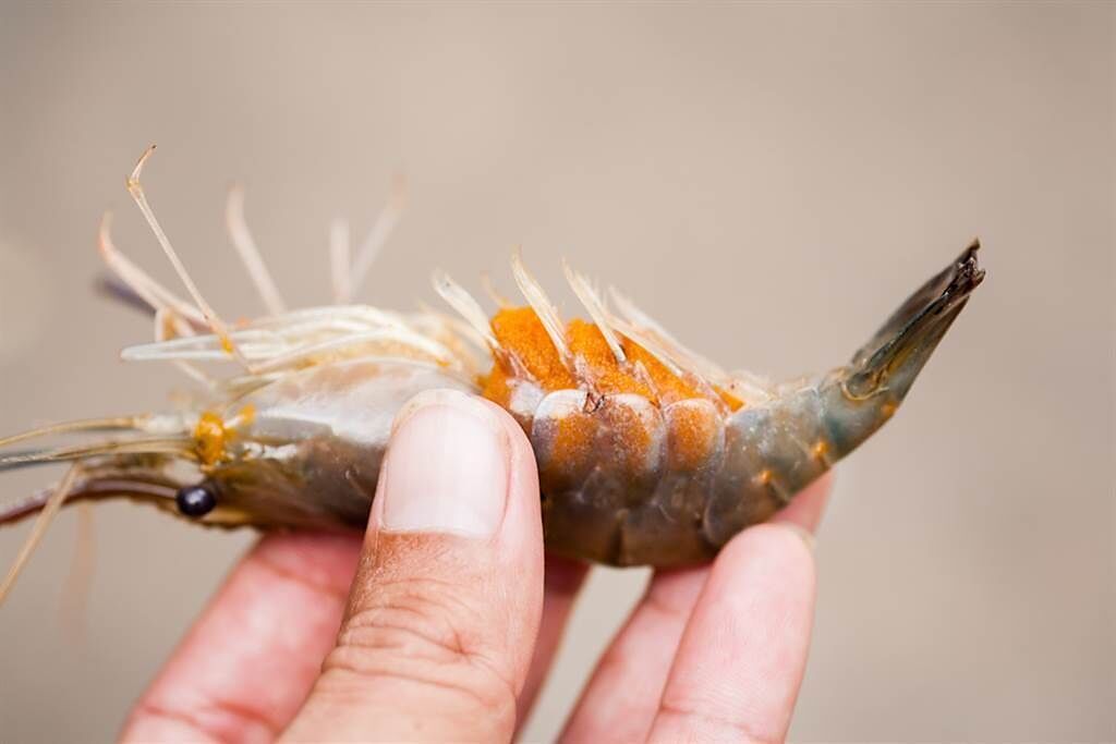 蝦子腹部若有橘色顆粒，建議最好別吃下肚。（示意圖／Shutterstock）